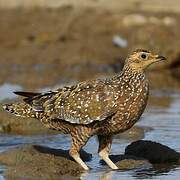 Burchell's Sandgrouse