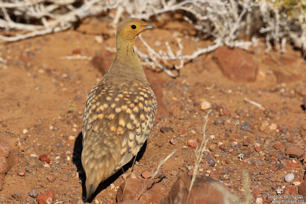 Namaqua Sandgrouse male adult