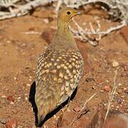 Namaqua Sandgrouse