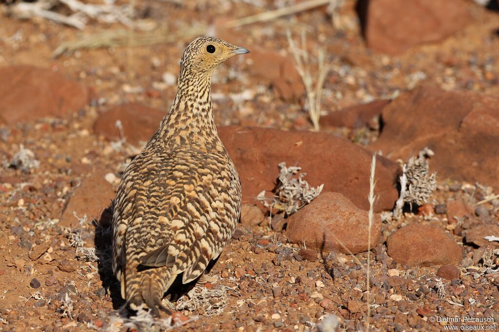 Ganga namaqua femelle adulte, composition