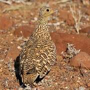 Namaqua Sandgrouse