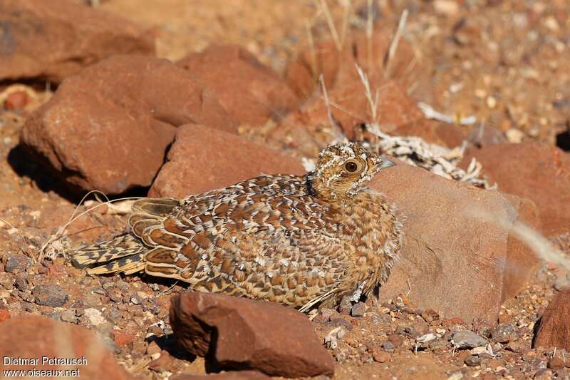 Namaqua Sandgrousejuvenile, identification