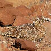 Namaqua Sandgrouse