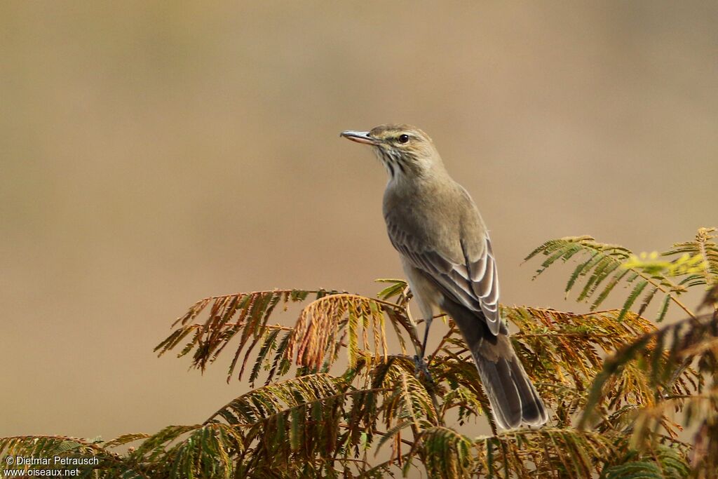 Grey-bellied Shrike-Tyrantadult, identification