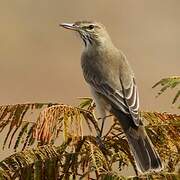 Grey-bellied Shrike-Tyrant