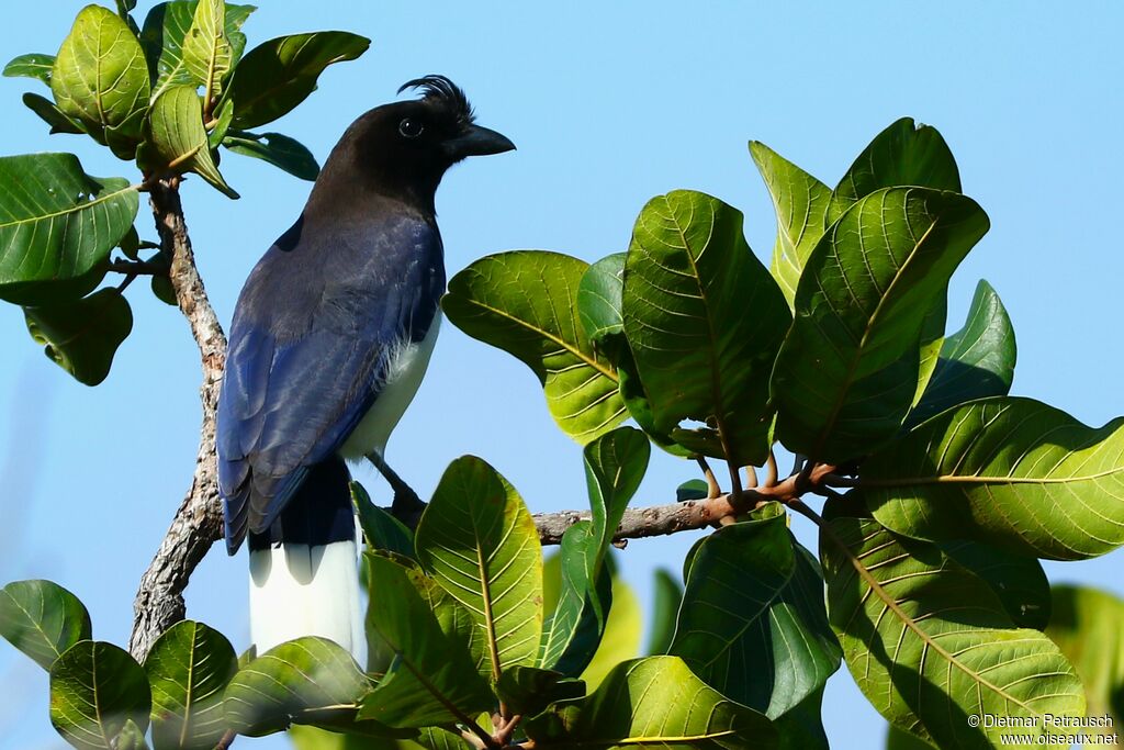 Curl-crested Jayadult