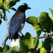 Curl-crested Jay