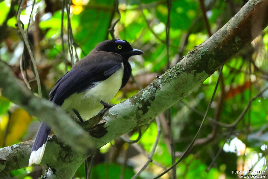 Black-chested Jay