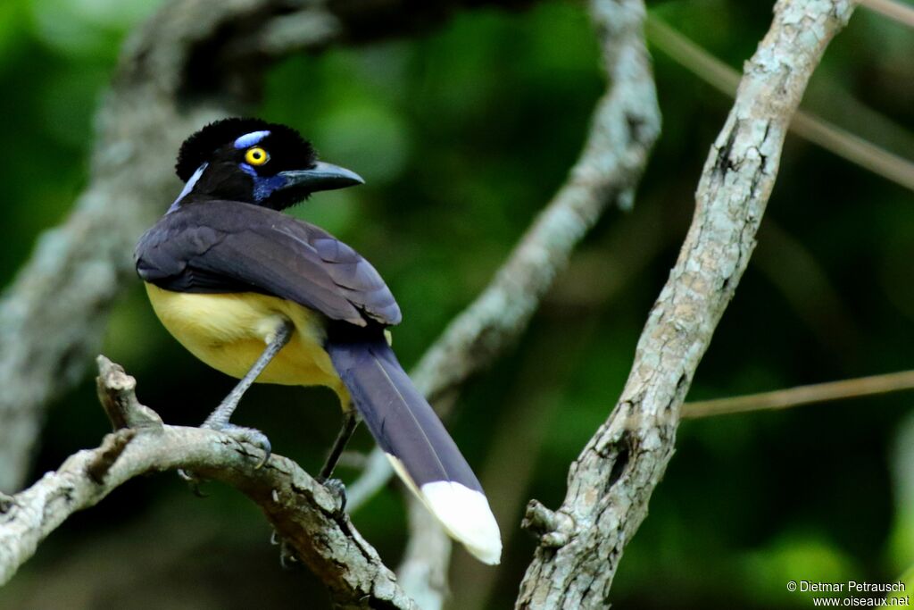 Plush-crested Jayadult