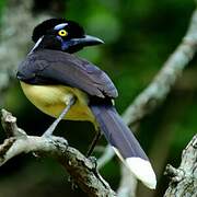 Plush-crested Jay