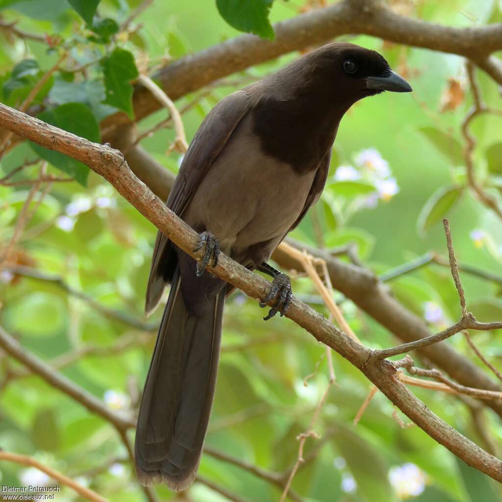 Purplish Jayadult, close-up portrait, pigmentation