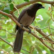 Purplish Jay