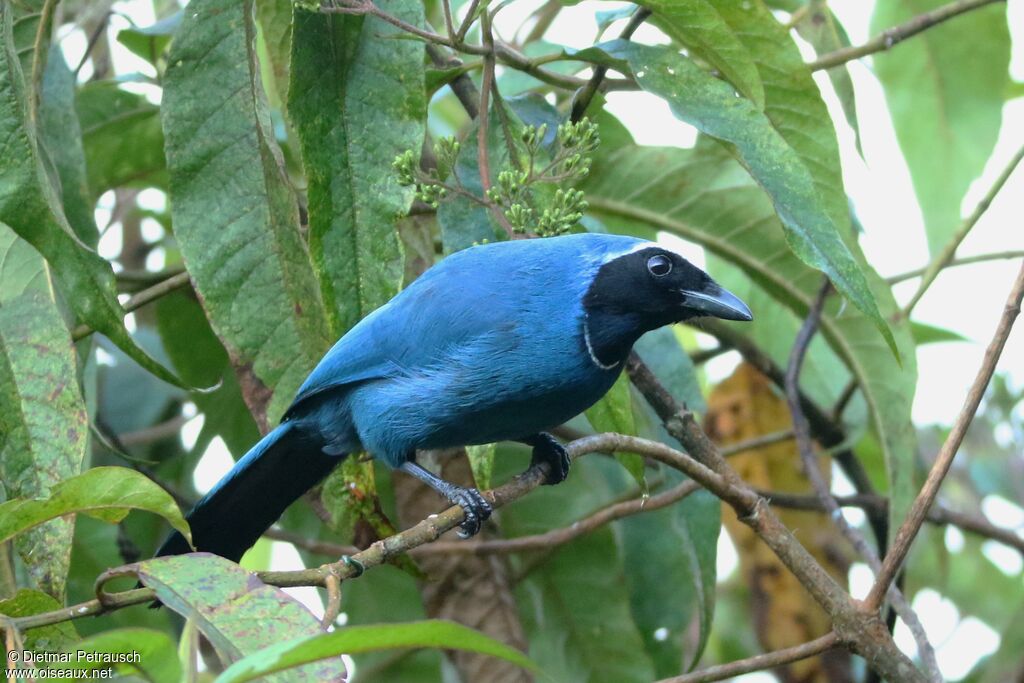 White-collared Jayadult