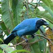 White-collared Jay