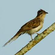 Striped Cuckoo