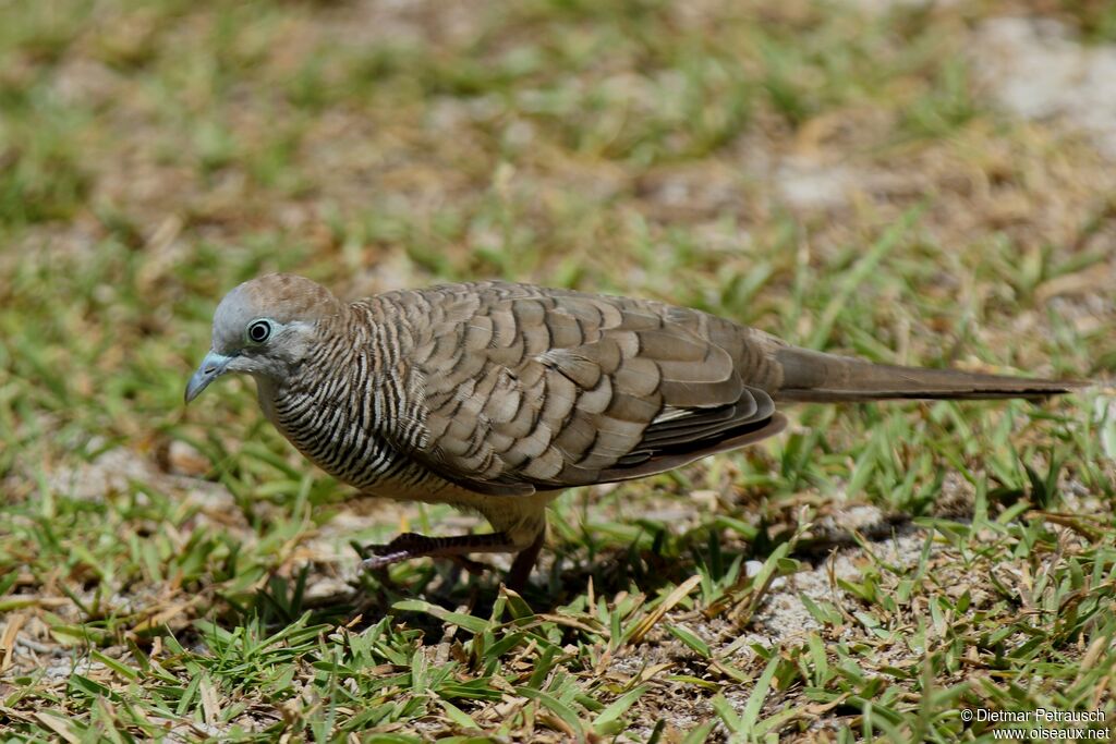 Zebra Doveadult