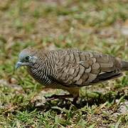 Zebra Dove