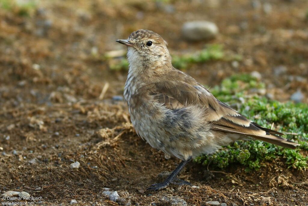 Short-billed Mineradult