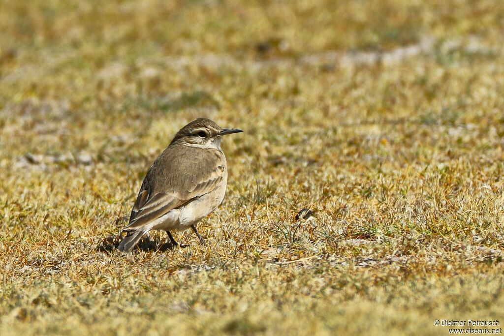 Common Mineradult