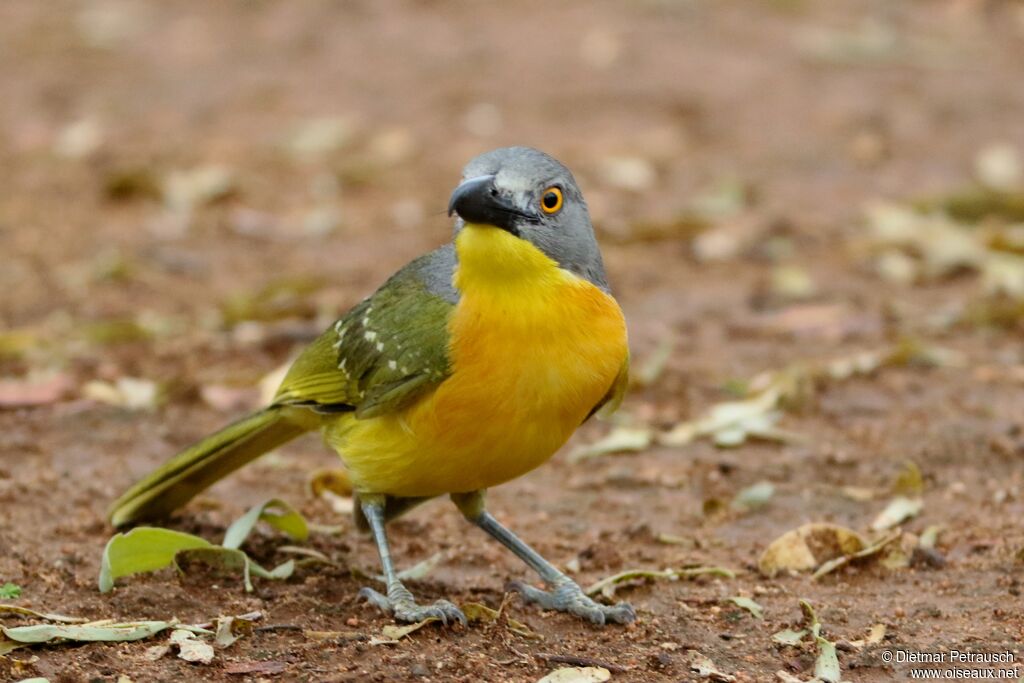 Grey-headed Bushshrikeadult