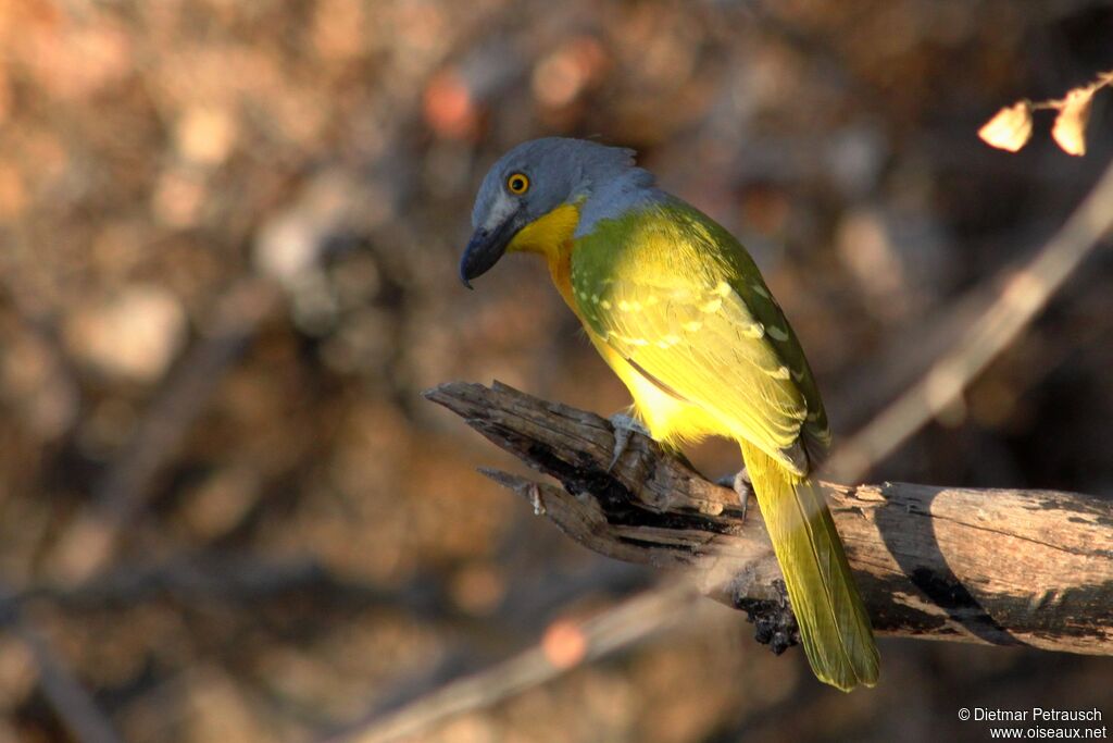 Grey-headed Bushshrikeadult