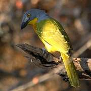 Grey-headed Bushshrike