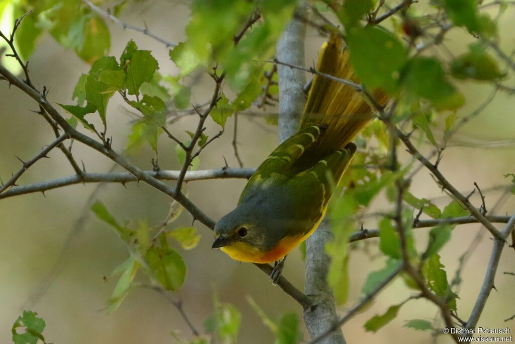 Orange-breasted Bushshrikeadult