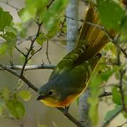 Orange-breasted Bushshrike