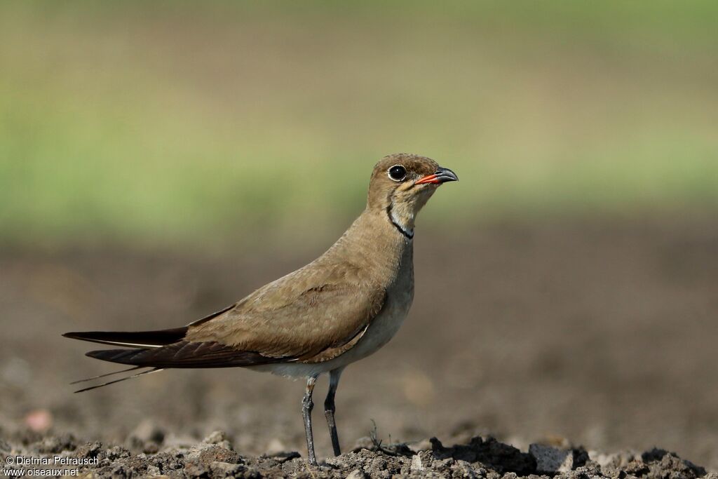 Collared Pratincoleadult post breeding