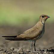 Collared Pratincole