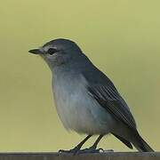 Ashy Flycatcher