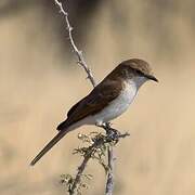 Marico Flycatcher