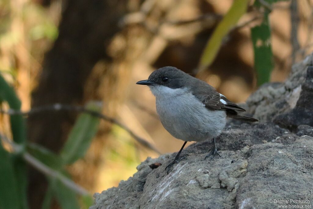 Fiscal Flycatcher female adult