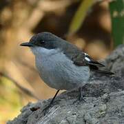 Fiscal Flycatcher