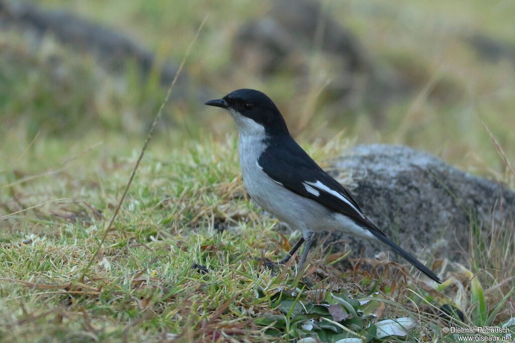 Fiscal Flycatcher male adult