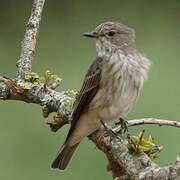 Spotted Flycatcher