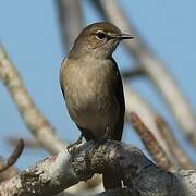 Pale Flycatcher