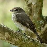 African Dusky Flycatcher