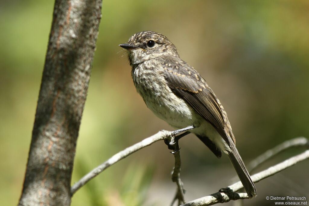 African Dusky Flycatcherjuvenile