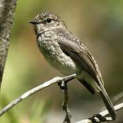 African Dusky Flycatcher