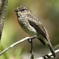 Gobemouche sombre