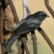 Southern Black Flycatcher