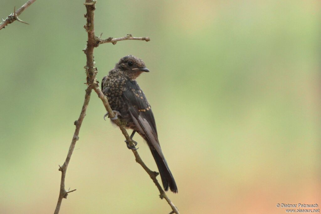 Southern Black Flycatcherjuvenile