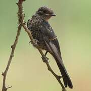 Southern Black Flycatcher