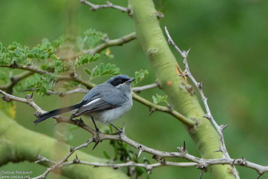 Masked Gnatcatcher male adult, identification