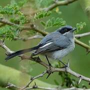 Masked Gnatcatcher