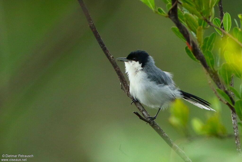 Tropical Gnatcatcher male adult