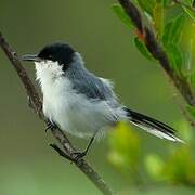 Tropical Gnatcatcher