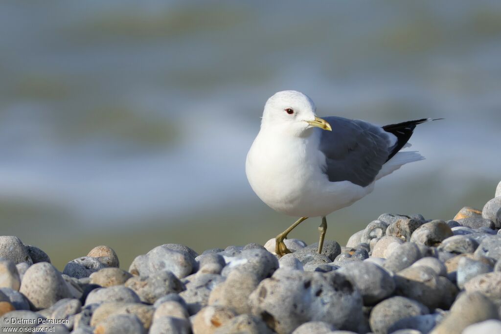 Goéland cendréadulte