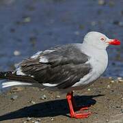 Dolphin Gull